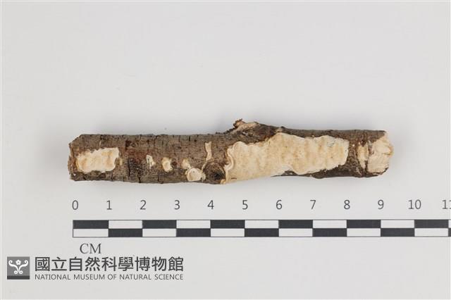登錄號:F0035566藏品圖，第1張