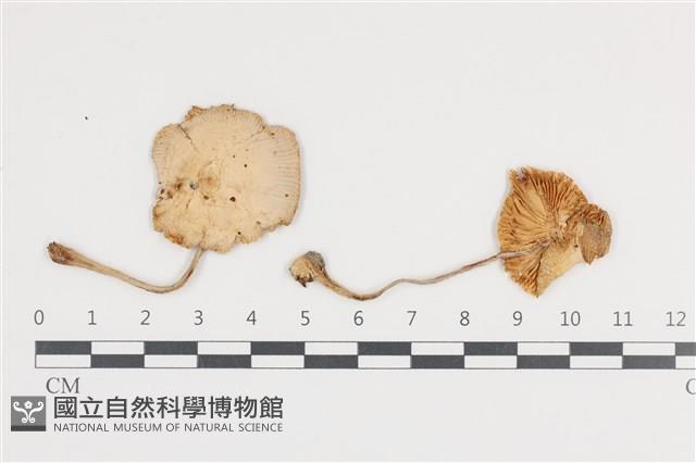 登錄號:F0036166藏品圖，第1張