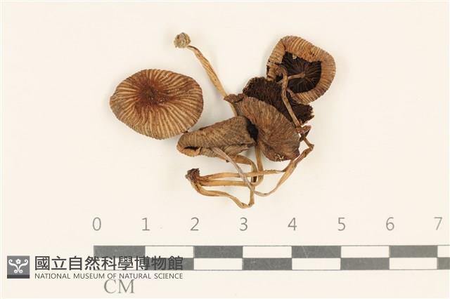 登錄號:F0037166藏品圖，第1張