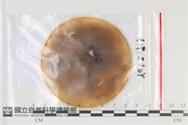 登錄號:F0035166藏品圖，第1張