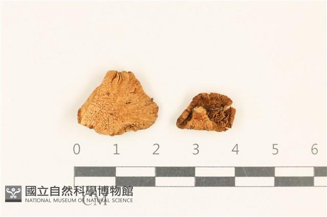 登錄號:F0019166藏品圖，第1張