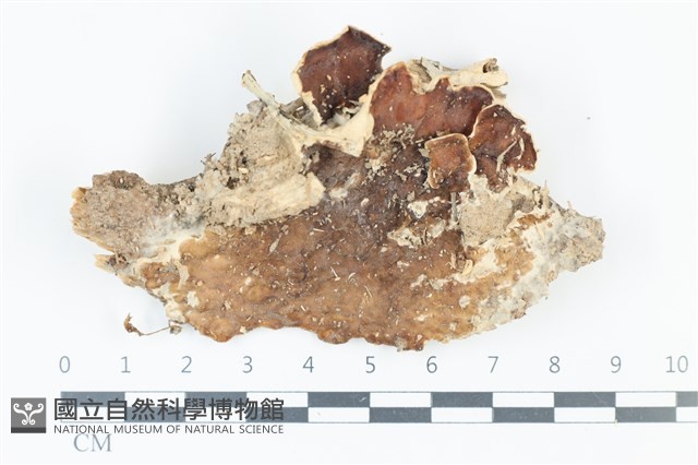 登錄號:F0039166藏品圖，第1張