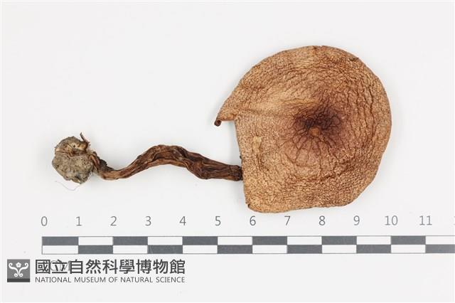 登錄號:F0036066藏品圖，第1張