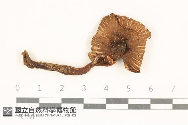 登錄號:F0037066藏品圖，第1張