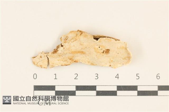 寡孔菌屬藏品圖，第1張