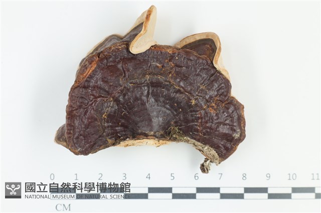 登錄號:F0039066藏品圖，第1張