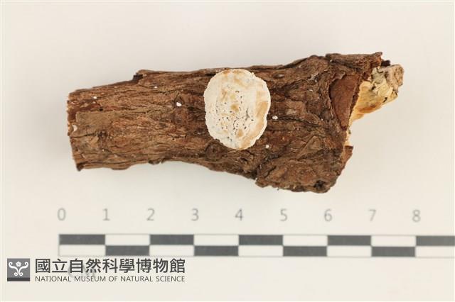 登錄號:F0038366藏品圖，第1張
