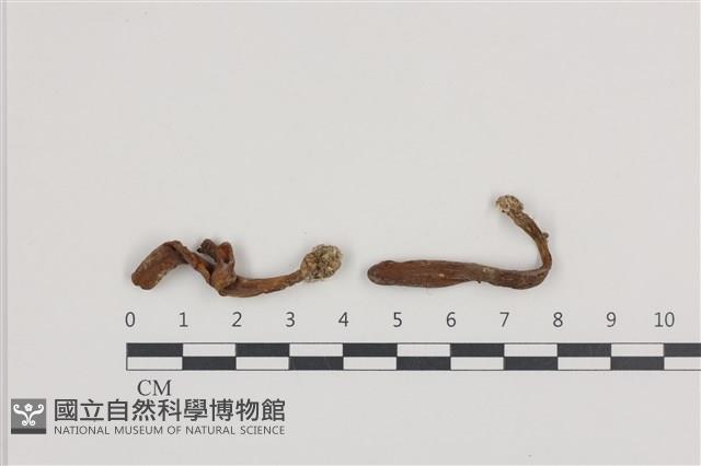 登錄號:F0036366藏品圖，第1張