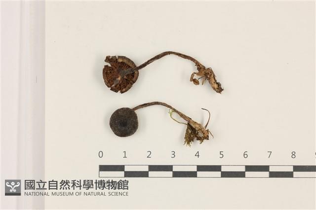 登錄號:F0037366藏品圖，第1張