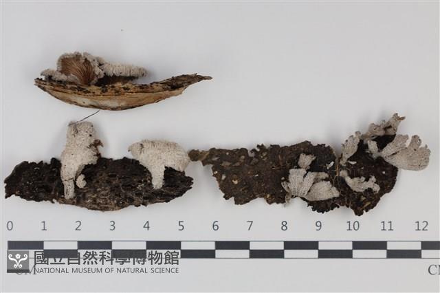 裂褶菌藏品圖，第1張