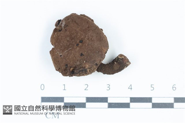 登錄號:F0039366藏品圖，第1張