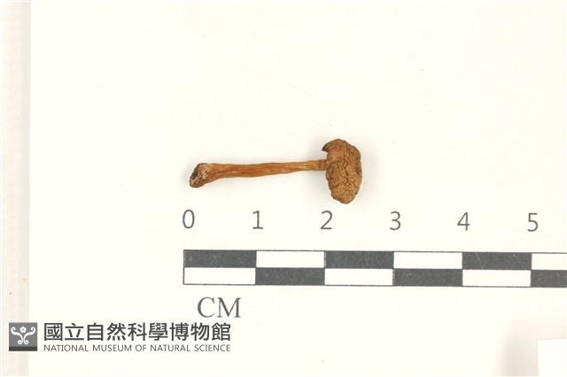 小菇屬藏品圖，第1張