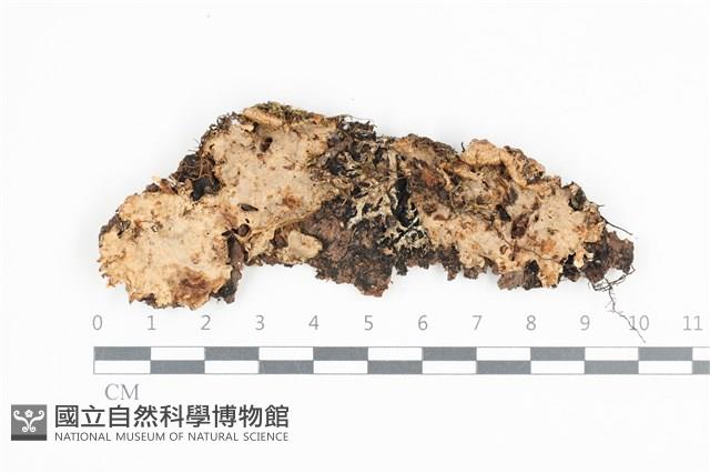 韌革菌屬藏品圖，第1張