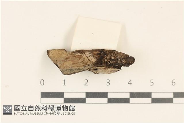 登錄號:F0031226藏品圖，第1張