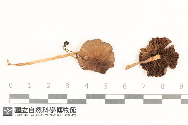 登錄號:F0037226藏品圖，第1張
