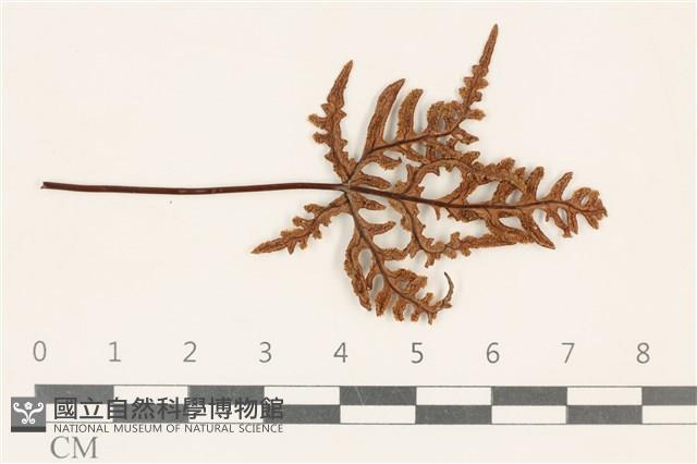 登錄號:F0019226藏品圖，第1張