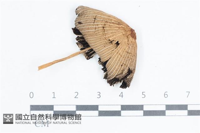 鬼傘屬藏品圖，第1張