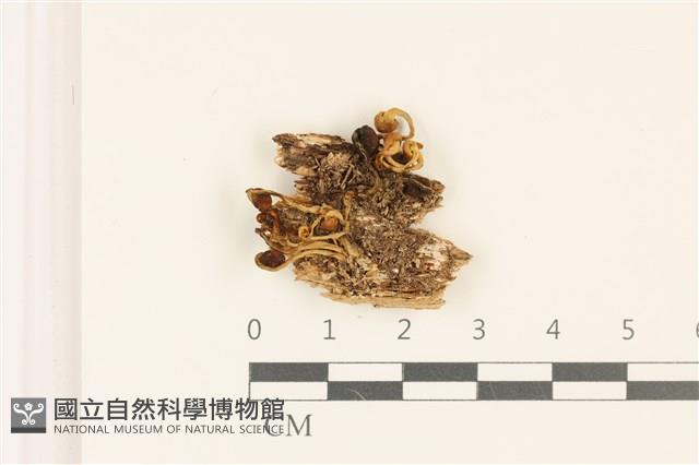 登錄號:F0036826藏品圖，第1張