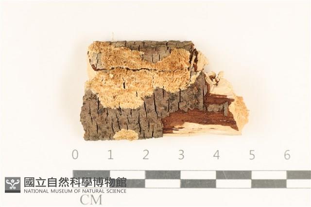 登錄號:F0017826藏品圖，第1張