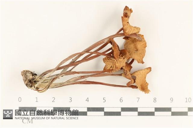 登錄號:F0037826藏品圖，第1張