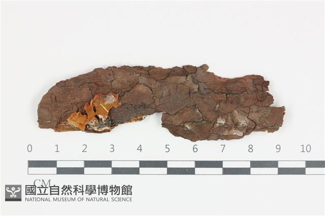 花耳屬藏品圖，第1張