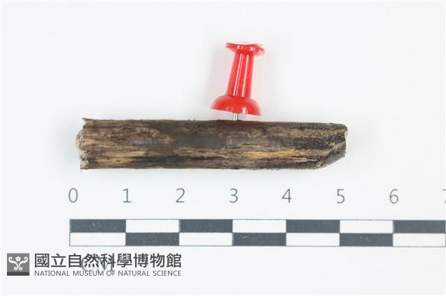 登錄號:F0038926藏品圖，第1張