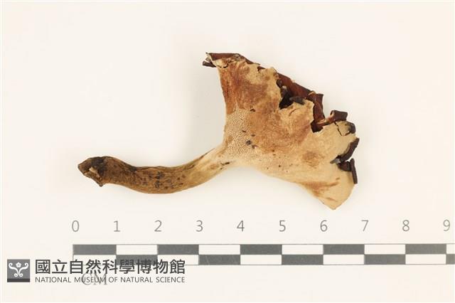 館號:F0036926藏品圖，第1張