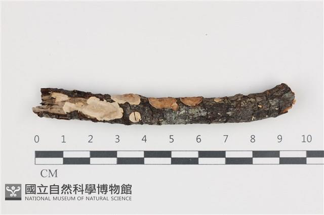 刺皮菌屬藏品圖，第1張