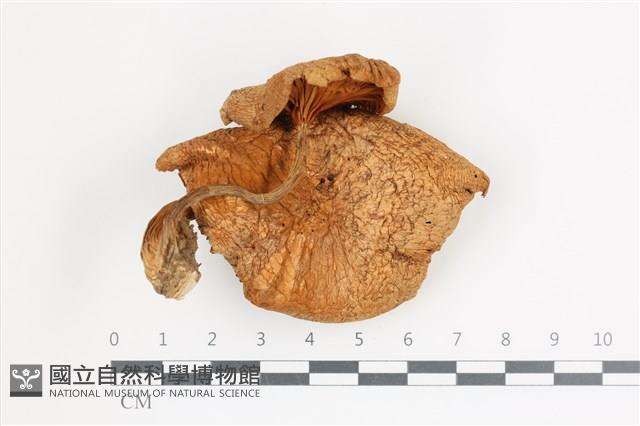 登錄號:F0036626藏品圖，第1張