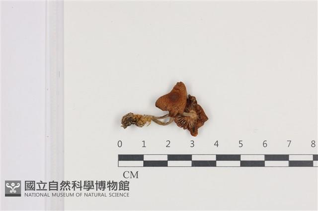 登錄號:F0036426藏品圖，第1張