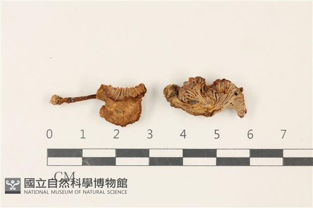 登錄號:F0037426藏品圖，第1張