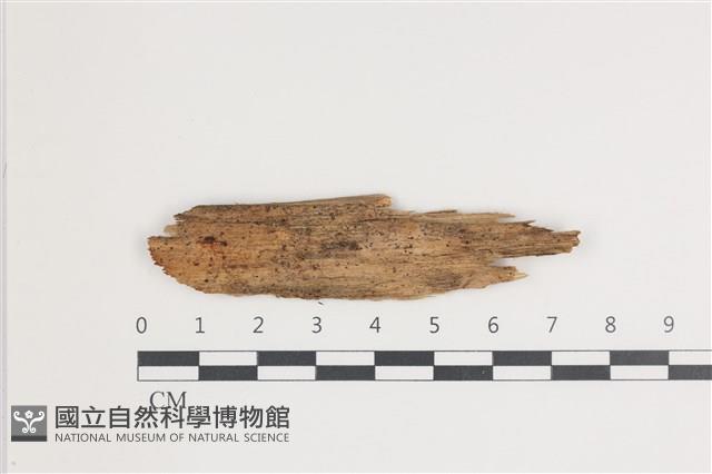 登錄號:F0035426藏品圖，第1張