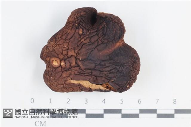 登錄號:F0038726藏品圖，第1張