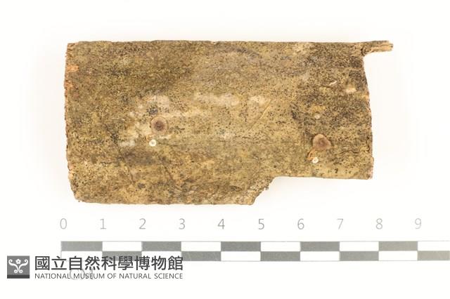 發光小菇藏品圖，第1張