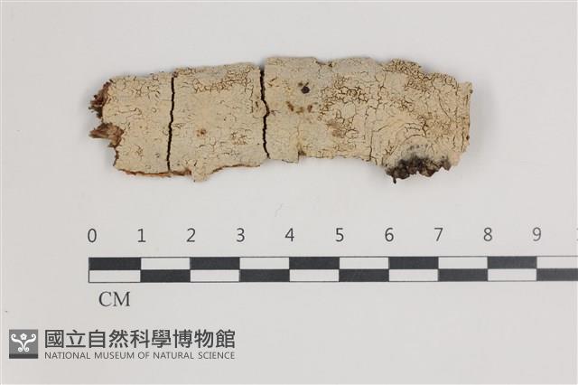 剛毛絲皮菌藏品圖，第1張