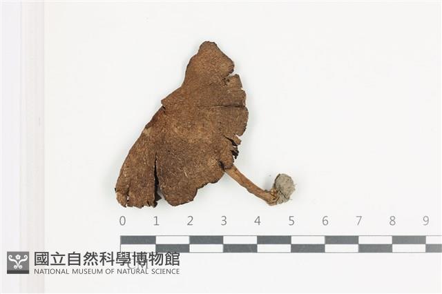 登錄號:F0036526藏品圖，第1張