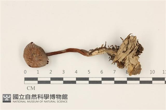 登錄號:F0037526藏品圖，第1張