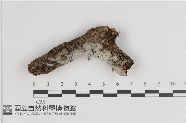 剛毛絲皮菌藏品圖，第1張