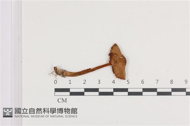 小菇屬藏品圖，第1張