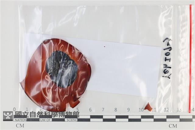 登錄號:F0035126藏品圖，第1張