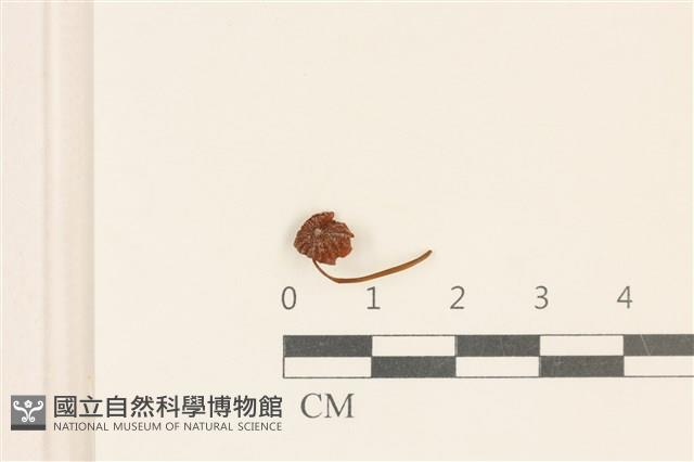 小皮傘屬藏品圖，第1張