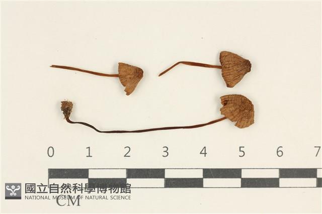 登錄號:F0038026藏品圖，第1張