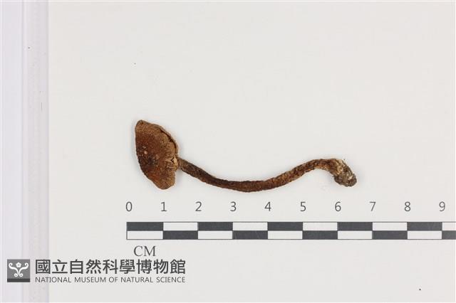 登錄號:F0036026藏品圖，第1張