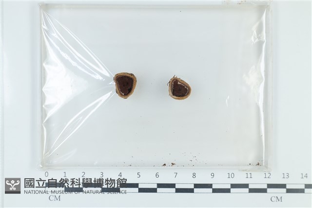 登錄號:F0024026藏品圖，第1張
