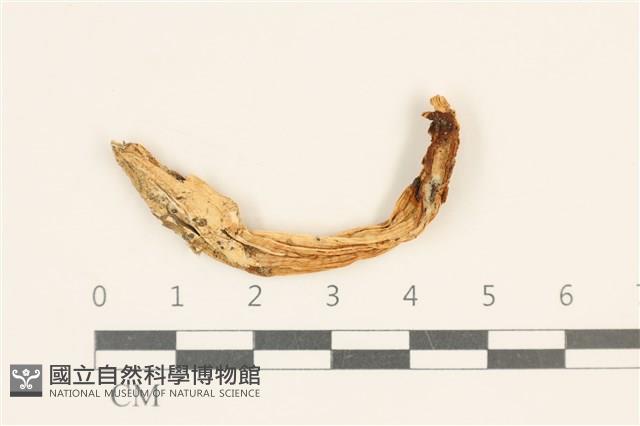 登錄號:F0037026藏品圖，第1張