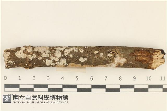 刺皮菌屬藏品圖，第1張