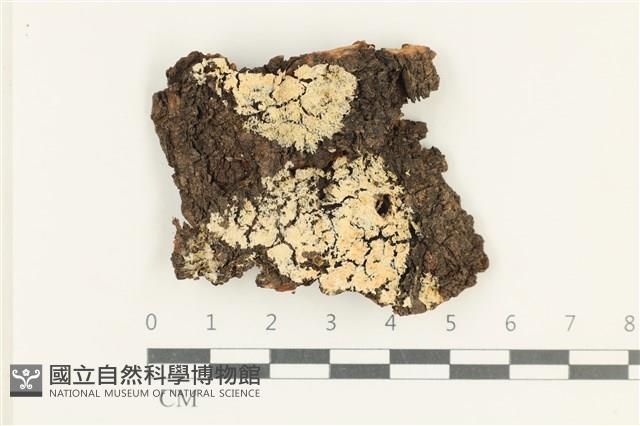 登錄號:F0038326藏品圖，第1張
