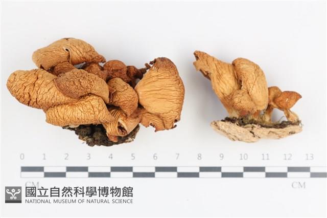 館號:F0036326藏品圖，第1張