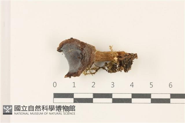 紅菇屬藏品圖，第1張