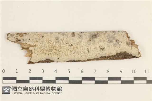 登錄號:F0035326藏品圖，第1張
